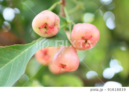 緑の木 緑樹 緑木 91618839