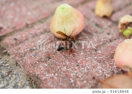 緑の木 緑樹 緑木 91618848