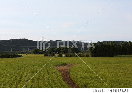 水田 米 稲 91618881