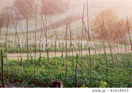 Country garden with potato plants and climbing bean on the long poles under the rain Country garden with potato plants and climbing bean on the long poles under the rain 91618933