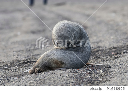 Antarctic fur seal,Arctophoca gazella, an beach, Antartic peninsula. Antarctic fur seal,Arctophoca gazella, an beach, Antartic peninsula. 91618996