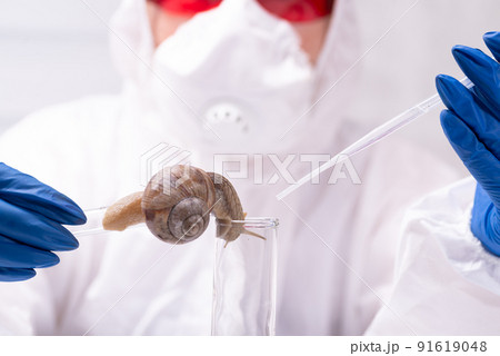 A scientist takes mucin from a snail in a test tube. Study of the properties of snail mucin. The use of snail mucus in cosmetology. Skin care and beauty concept A scientist takes mucin from a snail in a test tube. Study of the properties of snail mucin. The use of snail mucus in cosmetology. Skin care and beauty concept 91619048