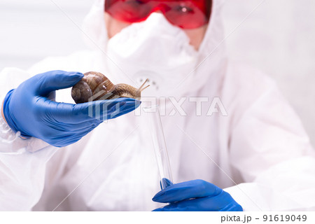 A scientist in a protective suit with a snail in his hands. Study of the properties of snail mucin. The use of snail mucus in cosmetology. Skin care and beauty concept 91619049