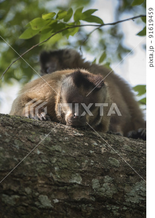 Brown striped tufted capuchin monkey,Amazon jungle,Brazil 91619459