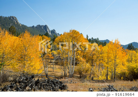 コロラドの秋景色 91619664