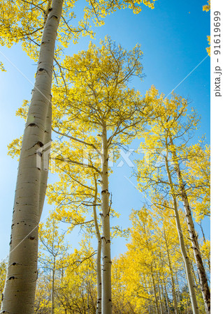 美しいアスペンの黄葉　コロラド 91619699