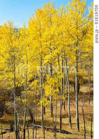 美しいアスペンの黄葉　コロラド 91619700
