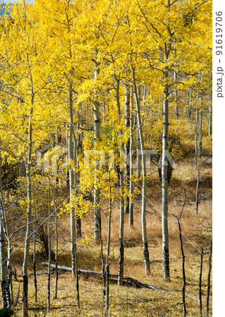美しいアスペンの黄葉　コロラド 91619706
