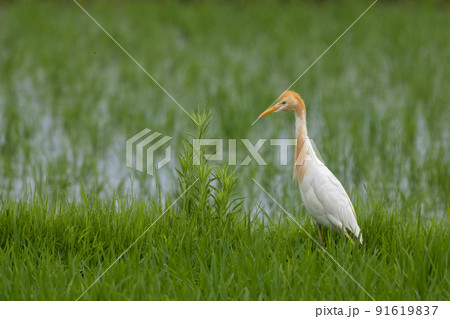 田んぼの畦道にたたずむアマサギ 田んぼの畦道にたたずむアマサギ 91619837