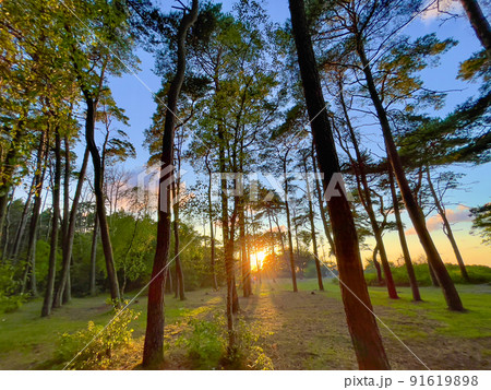 Thin trees at sunset in nature 91619898
