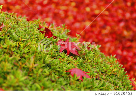 源光庵の紅葉 源光庵の紅葉 91620452