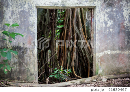 Trees and roots growing over an abanonded house in Armero Town after 37 years of the tragedy caused by the Nevado del Ruiz Volcano in 1985 91620467