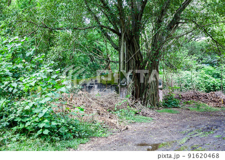 Trees and roots growing over an abanonded house in Armero Town after 37 years of the tragedy caused by the Nevado del Ruiz Volcano in 1985 91620468
