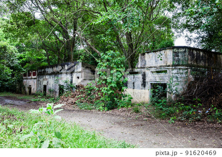 Trees and roots growing over an abanonded house in Armero Town after 37 years of the tragedy caused by the Nevado del Ruiz Volcano in 1985 91620469