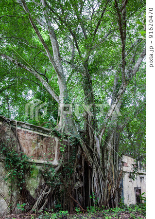 Trees and roots growing over an abanonded house in Armero Town after 37 years of the tragedy caused by the Nevado del Ruiz Volcano in 1985 91620470