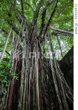 Trees and roots growing over an abanonded house in Armero Town after 37 years of the tragedy caused by the Nevado del Ruiz Volcano in 1985 91620472