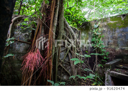 Trees and roots growing over an abanonded house in Armero Town after 37 years of the tragedy caused by the Nevado del Ruiz Volcano in 1985 91620474