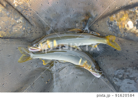 釣りたての天然若鮎 釣りたての天然若鮎 91620584