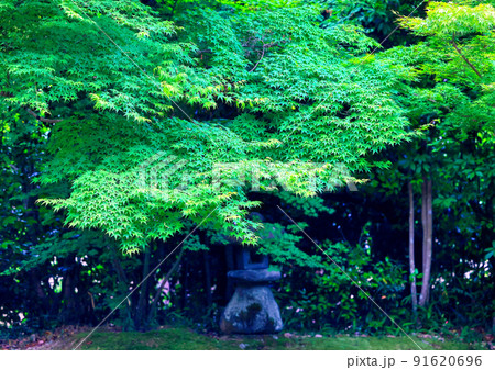 京都、一乗寺金福寺の青もみじ 京都、一乗寺金福寺の青もみじ 91620696