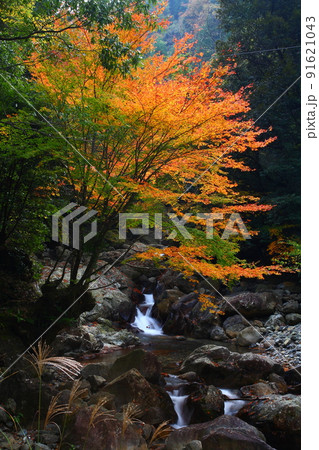 川と紅葉（大分県豊後大野市） 91621043