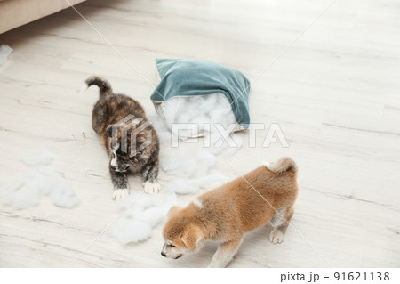 Cute Akita inu puppies playing with ripped pillow filler indoors. Mischievous dogs 91621138