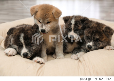 Akita inu puppies on pet pillow. Cute dogs 91621142