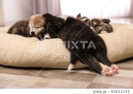 Akita inu puppies on pet pillow. Cute dogs 91621143