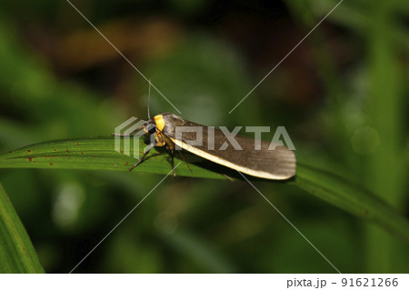 キマエクロホソバ 91621266