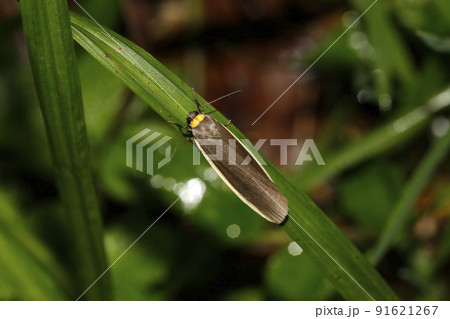 キマエクロホソバ キマエクロホソバ 91621267