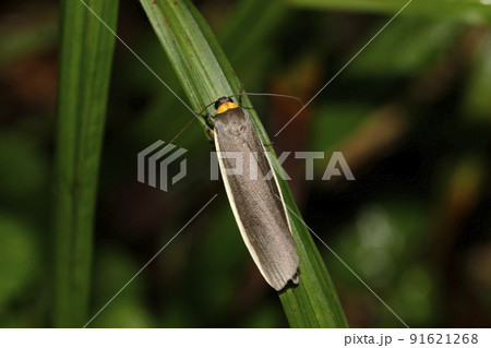 キマエクロホソバ 91621268