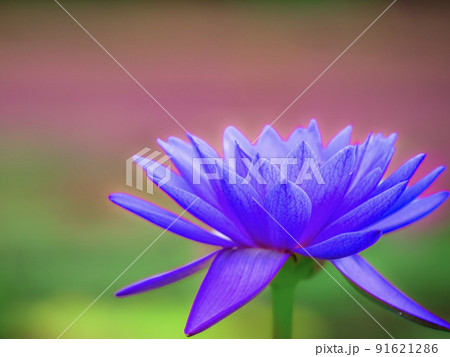 ヌファー ルブロディスカ　花 91621286