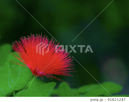 オオベニゴウカン 花 オオベニゴウカン 花 91621287