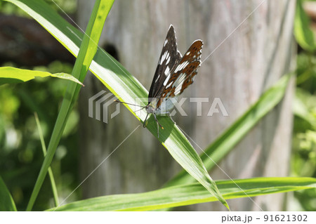 アサマイチモンジ 91621302