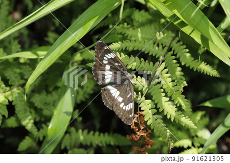 アサマイチモンジ 91621305