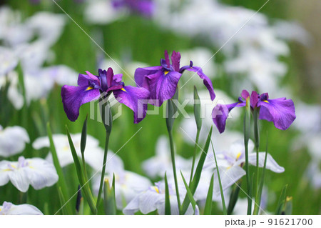 花菖蒲 花菖蒲 91621700