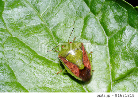 チャバネアオカメムシ チャバネアオカメムシ 91621819