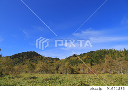 志賀高原の田ノ原湿原の紅葉 志賀高原の田ノ原湿原の紅葉 91621886