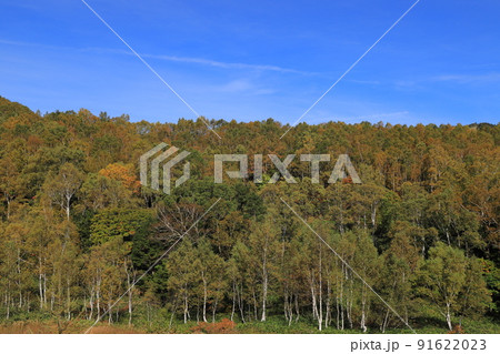 志賀高原の白樺林と紅葉 志賀高原の白樺林と紅葉 91622023