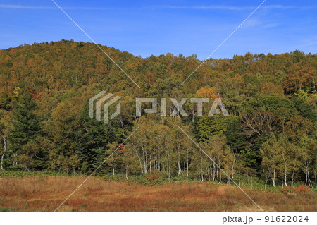 志賀高原の白樺林と紅葉 志賀高原の白樺林と紅葉 91622024