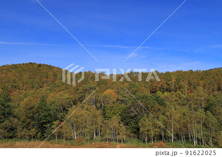 志賀高原の白樺林と紅葉 志賀高原の白樺林と紅葉 91622025