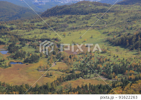 渋峠からの芳ヶ平湿原の紅葉 91622263