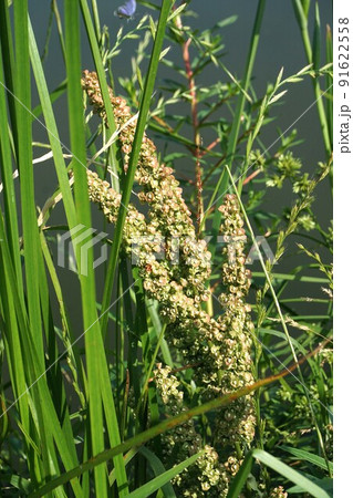 6月のギシギシ 91622558