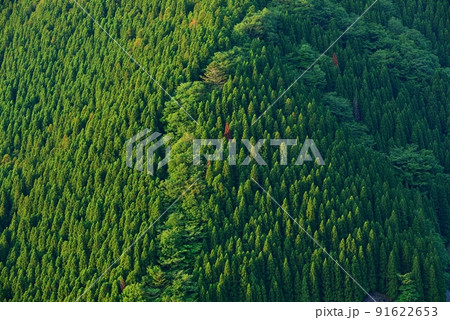 新緑のなめご谷 91622653