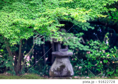 京都、一乗寺金福寺の青もみじ 91622728