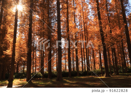 水元公園のメタセコイアの紅葉 91622828