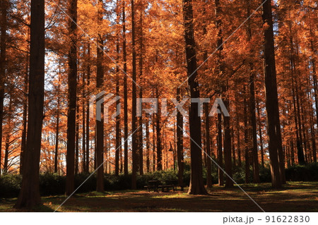 水元公園のメタセコイアの紅葉 91622830