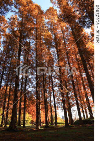 水元公園のメタセコイアの紅葉 水元公園のメタセコイアの紅葉 91622860