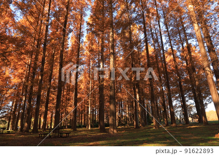 水元公園のメタセコイアの紅葉 91622893