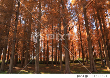水元公園のメタセコイアの紅葉 91622894