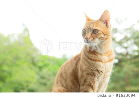猫 猫 91623094